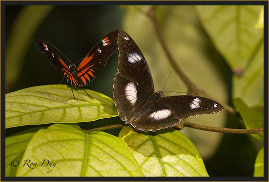 Butterflies (Heliconius)